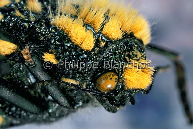 Julodis viridipes.JPG - in "Portraits d'insectes" ed. Seuil, Julodis viridipes, Bupreste, Jewel beetle, Coleoptera, Buprestidae, Afrique du Sud
